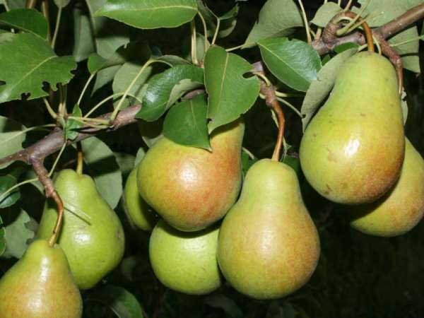 Сорта груш для Ярославской области